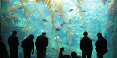 limobuses birch aquarium limousines