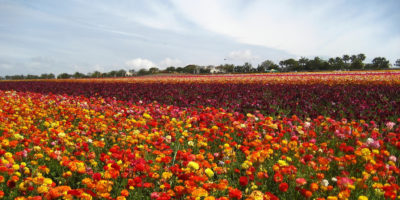 san-diego-limobuses-carlsbad-flower-fields